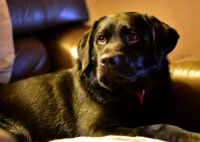 black labrador portrait
