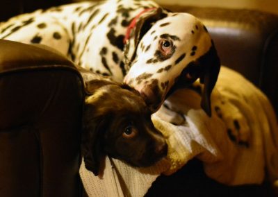 dalmatian cleaning puppy