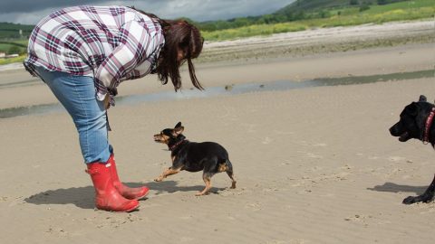 dog running to owner