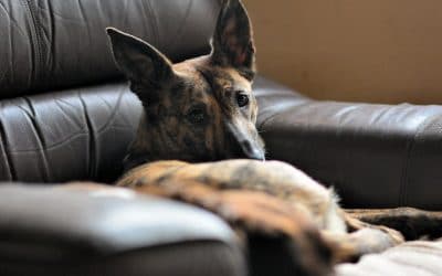 Molly at my home lurcher sleeping