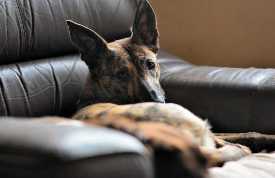 lurcher sleeping