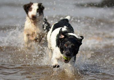 dogs crashing in water