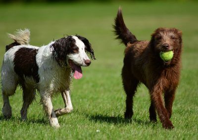 dogs with ball on sunny day