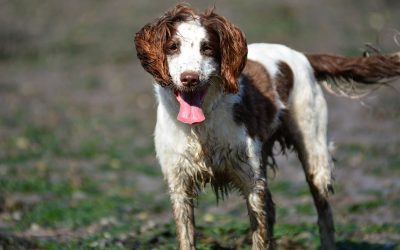 spriner spaniel photo portrait