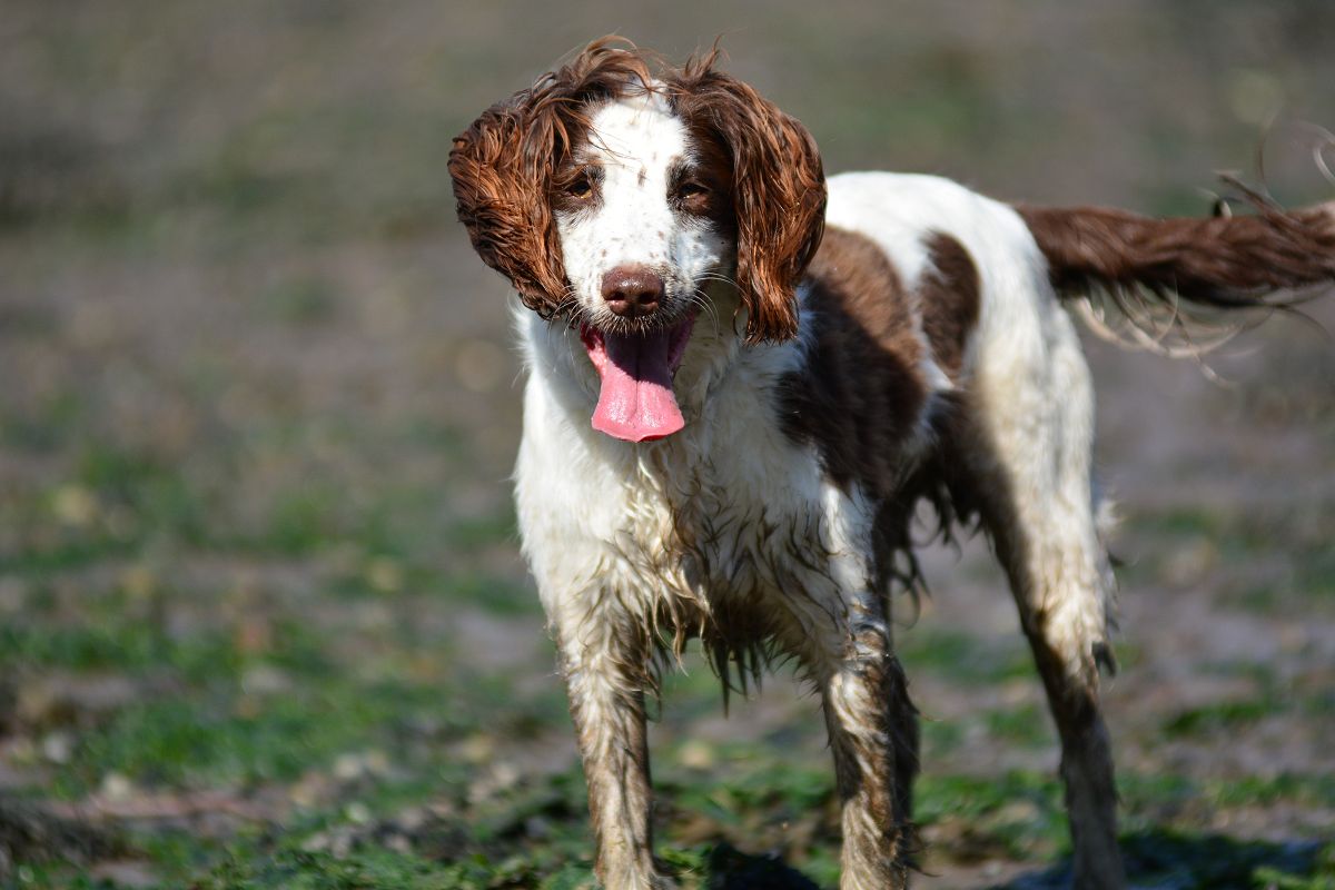 spriner spaniel photo portrait