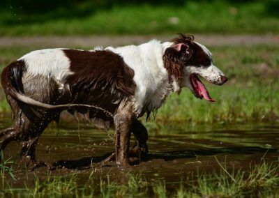 springer spaniel cooling off