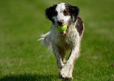 springer spaniel with ball