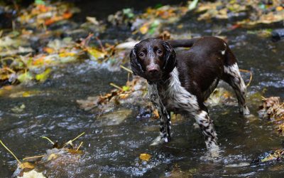 dog standing in stream