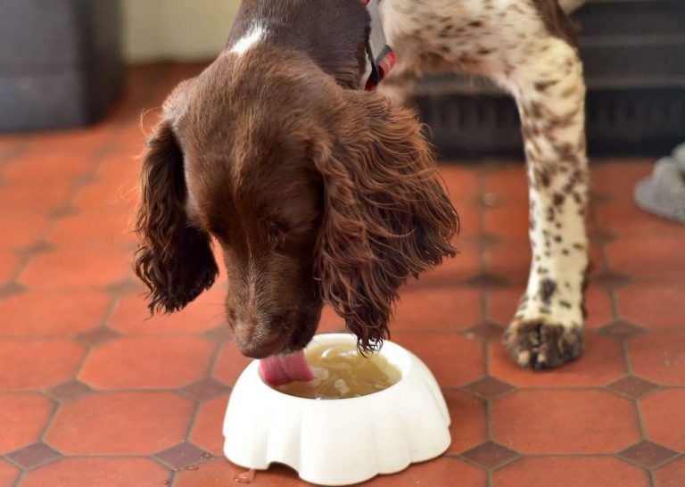 dog drinking bone broth