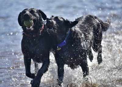 two black labradors