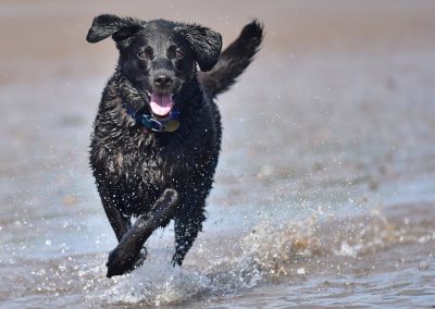 happy black labrador