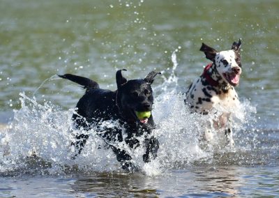 dogs loving the water