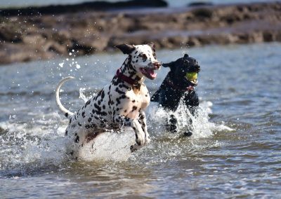 dalmation and labrador in water