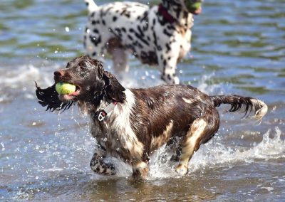 springer spaniel in water