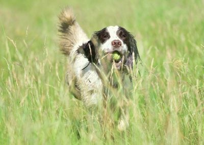 Springer spaniel running in a meadow