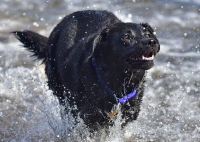 Mature black labrador