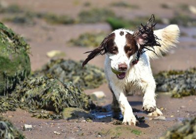 spaniel running on a sunny day