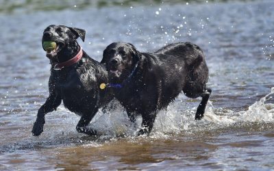 Beau and Dixie labradors running in water