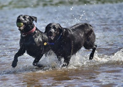 labradors running in water