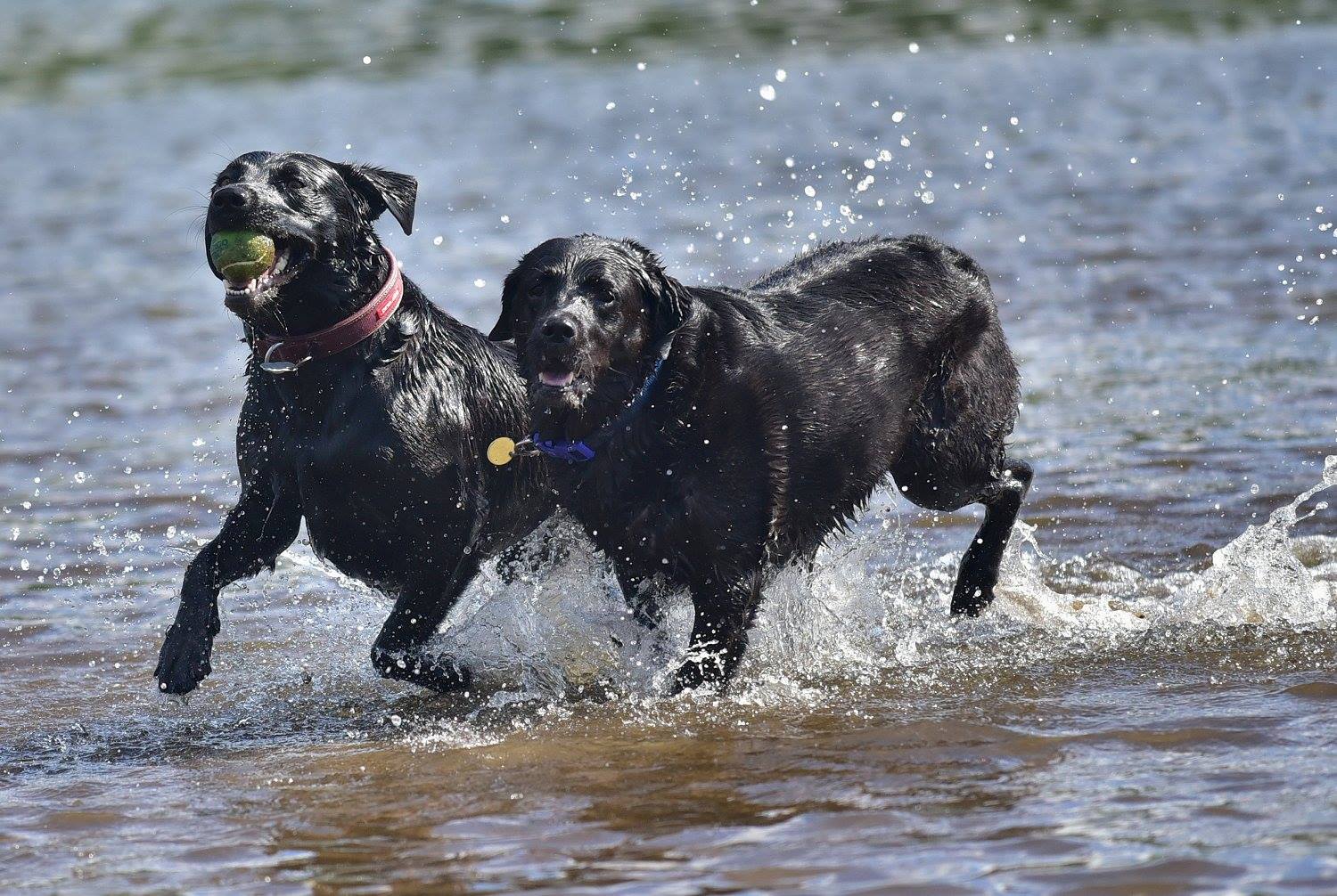 labradors running in water