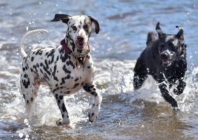 dalmation and black labrador playing in river