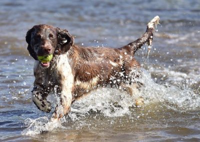springer spaniel enjoying the sun