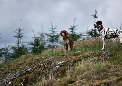Welsh springer and dalmation