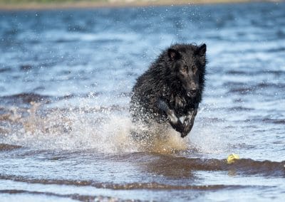 Black GSD charging through water