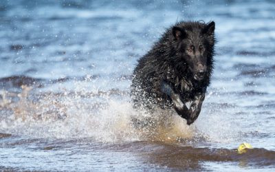 black german shepherd charging black german shepherd charging