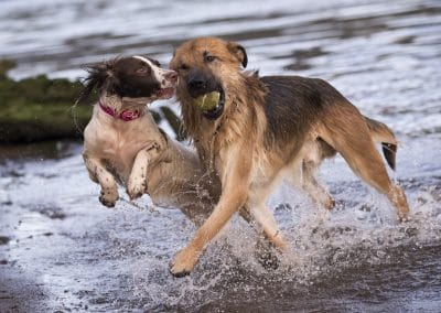 dogs being walked at lunch