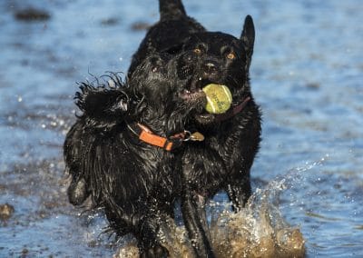 dogs after same ball