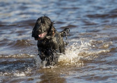 happy cocker in water