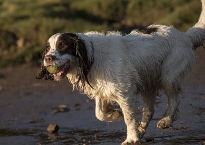 Springer spaniel sunrise