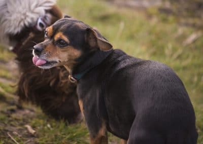 we dog with tongue out