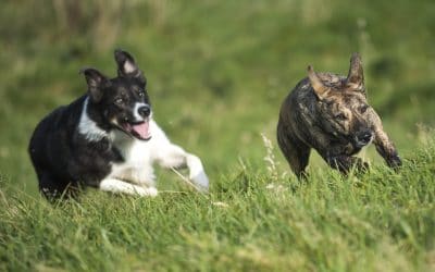 Bond chasing after Molly in Langbank collie vs lurcher