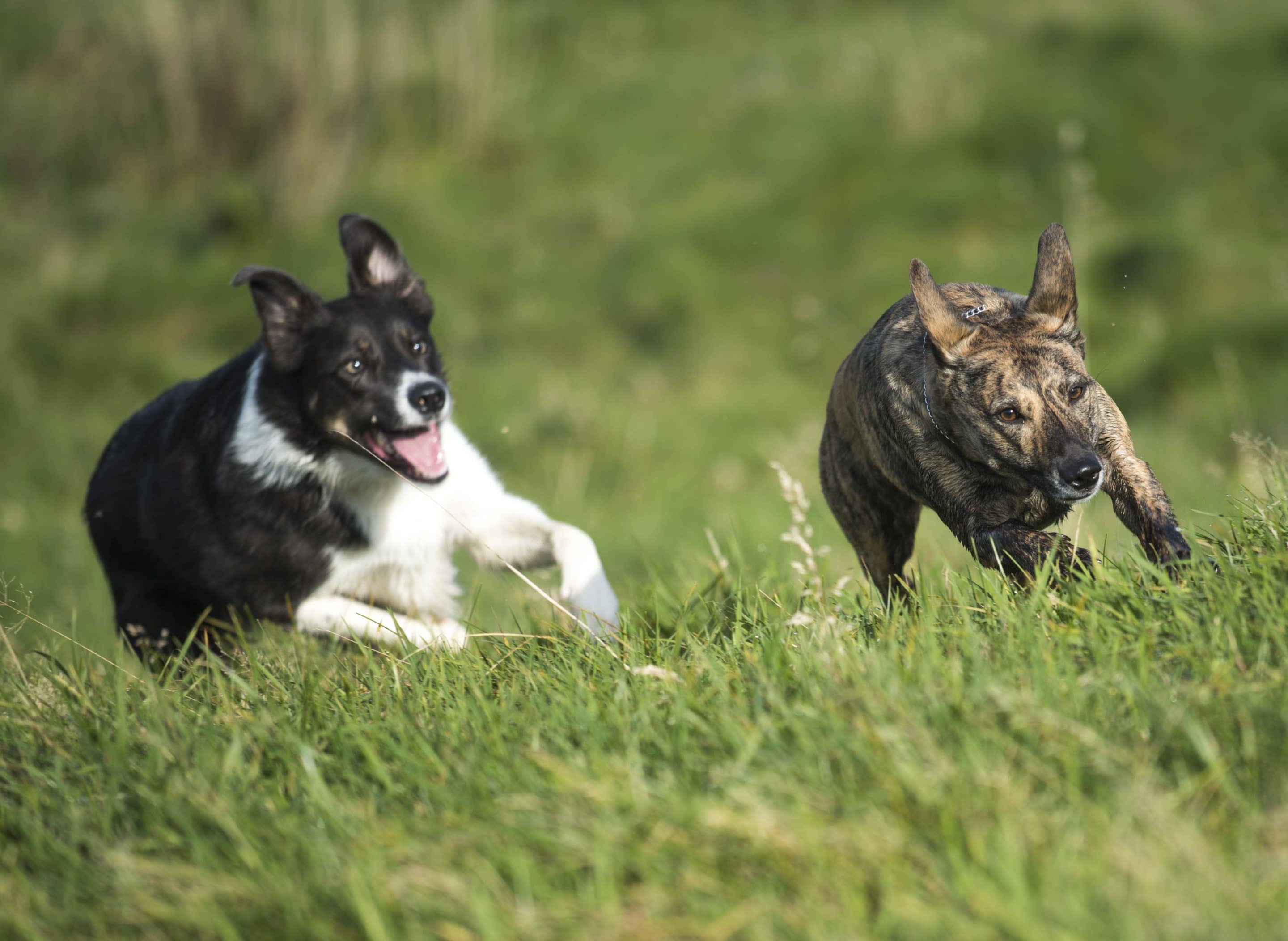 collie vs lurcher