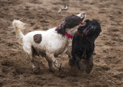 springer and cocker playing