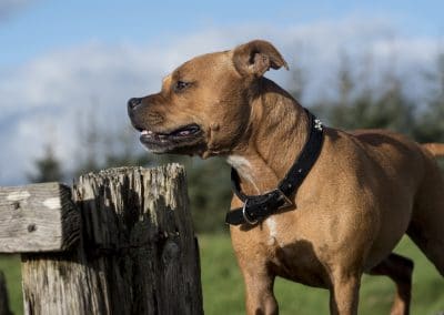 staffy standing on a wall