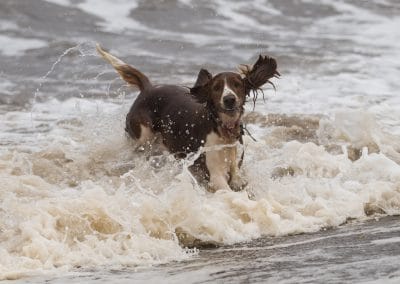 Welsh spaniel in river