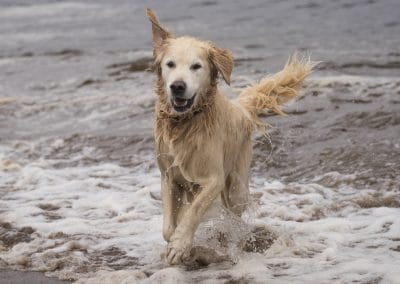 large golden retriever in water