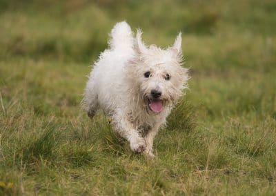 happy westie