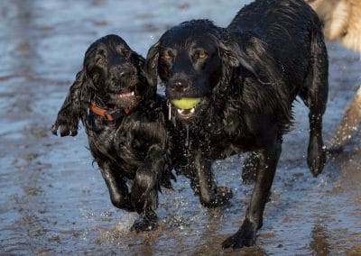 cocker spaniel and labrador
