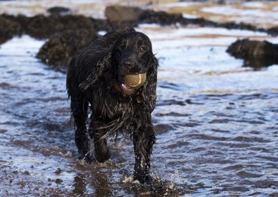 Black show cocker with ball
