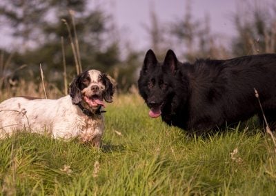 springer spaniel and german shepherd