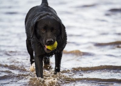 Black lab standing in river