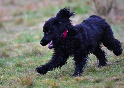 black cocker spaniel puppy