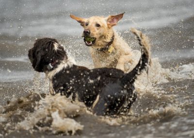 funny labrador