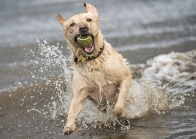 yellow labrador with ball