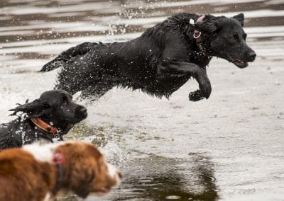 Black lab jumping into water