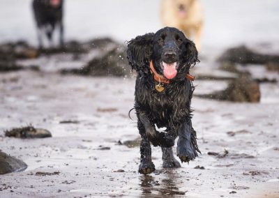 Black cocker spaniel running